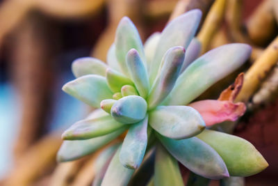 Close-up of succulent plant