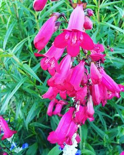 Close-up of pink flowers
