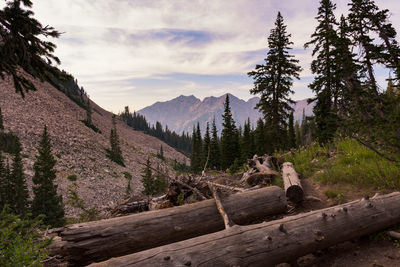 Panoramic view of trees and mountains against sky