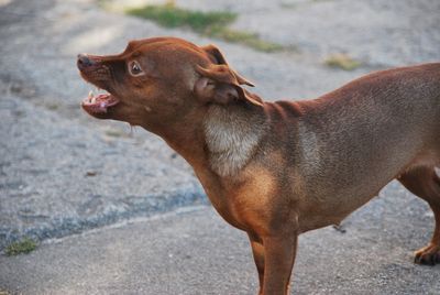 Side view of a dog looking away