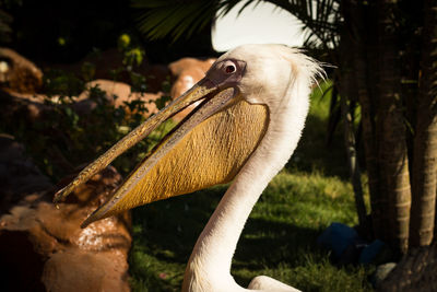 Close-up of pelican 