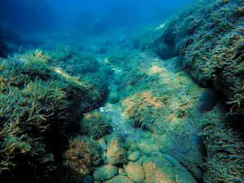 View of fish underwater