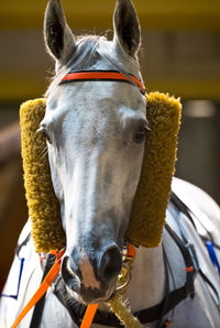 Close-up of a horse