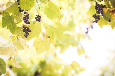 Close-up of fresh purple fruits on tree