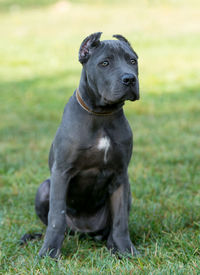 Black dog sitting on field