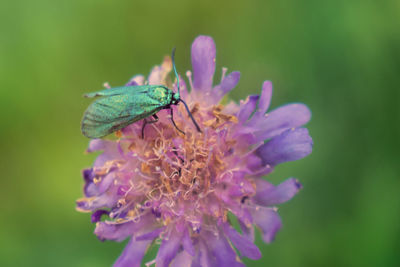 Close-up of insect on purple flower