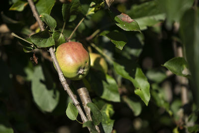 Close-up of apple growing on tree