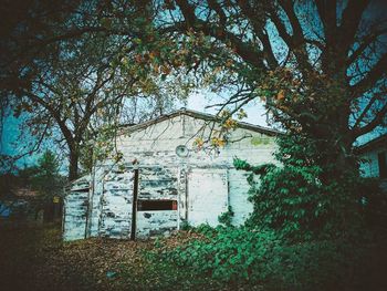 Trees and plants growing on old building