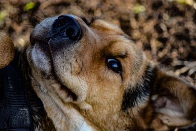 Close-up of dog looking away