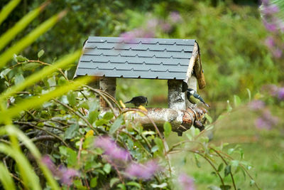 Bird perching on a plant