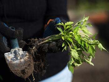 Woman s hand holds seedlings of tomato