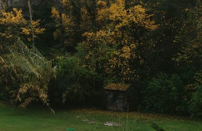 Trees on field in forest