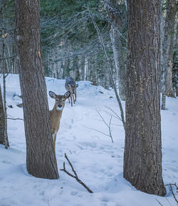 Deer standing on snowy field by tree