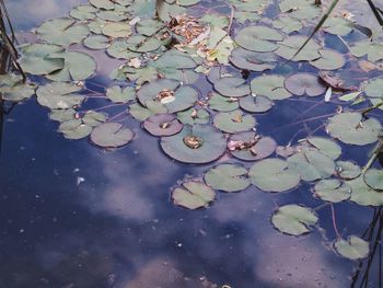Leaves floating in pond