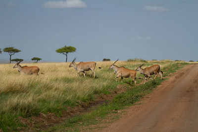 Eland antelopes crossicrossing a dirt road in a line.  kenya. 