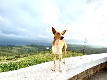 Dog standing on road