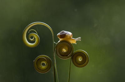 Close-up of snail on tendril