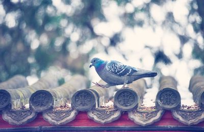 Close-up of pigeon perching on metal