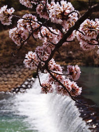 Close-up of cherry blossom tree