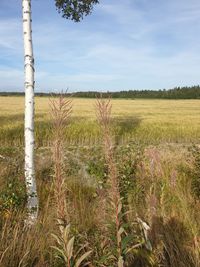 Scenic view of field against sky