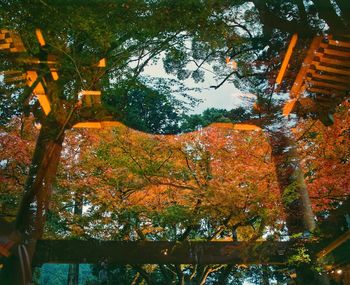 Low angle view of trees against sky