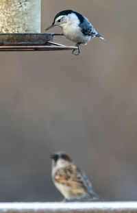 Close-up of seagull perching on feeder