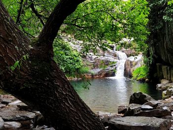 Scenic view of waterfall in forest