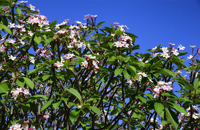 Low angle view of flowering plant against blue sky