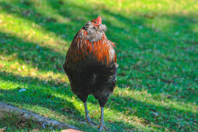 Close-up of a bird on field