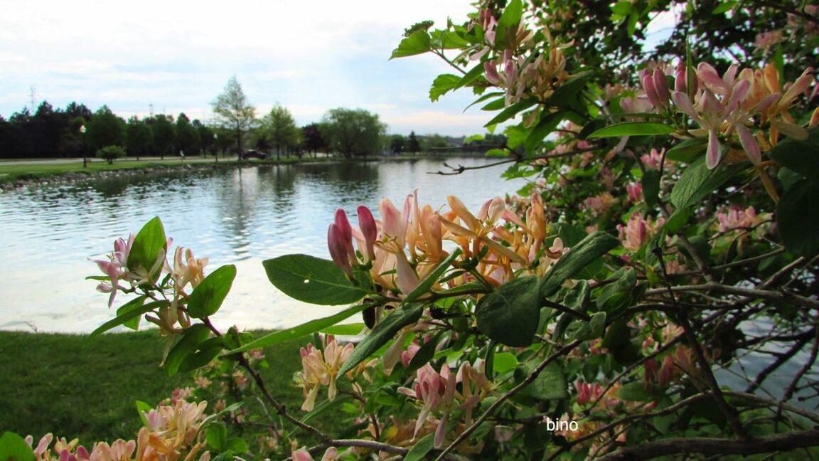 growth, flower, nature, beauty in nature, water, lake, plant, leaf, fragility, no people, day, tree, outdoors, petal, water lily, lotus water lily, green color, freshness, lily pad, tranquility, flower head, scenics, blooming, sky