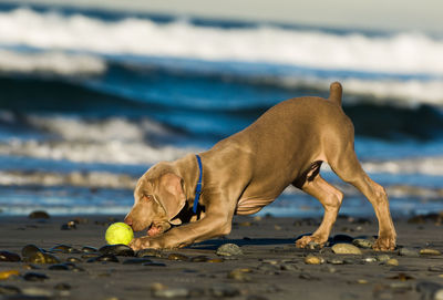 Dog on beach