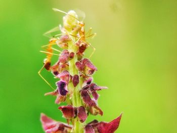Close-up of flower plant