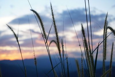 Close-up of stalks in field against sunset sky