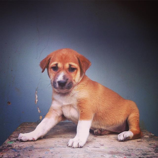 dog, animal themes, one animal, pets, domestic animals, mammal, portrait, looking at camera, sitting, full length, front view, brown, pet collar, animal head, zoology, wall - building feature, no people, close-up, relaxation