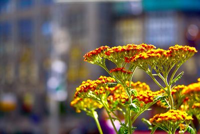 Close-up of yellow flowers blooming outdoors