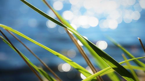 Close-up of raindrops on grass