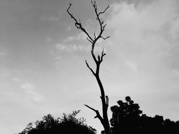 Low angle view of silhouette tree against sky