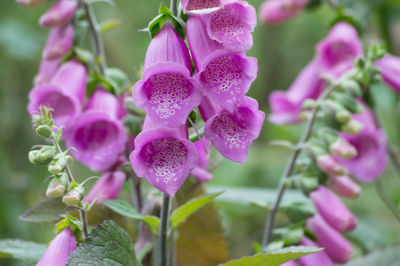 Close-up of pink flowers blooming outdoors