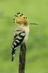 Close-up of hoopoe perching on branch