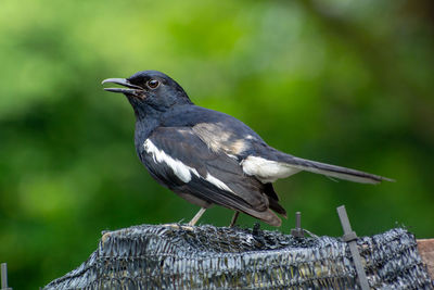 Close-up of bird perching on wood