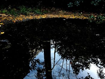 Reflection of trees in puddle