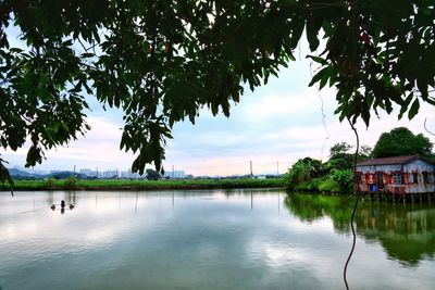 Scenic view of trees against sky