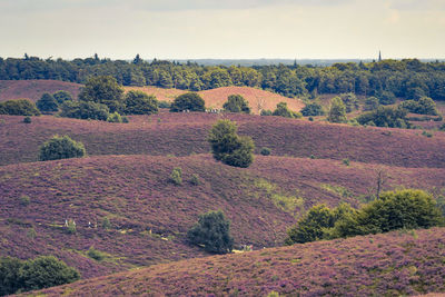 Trees on landscape against sky