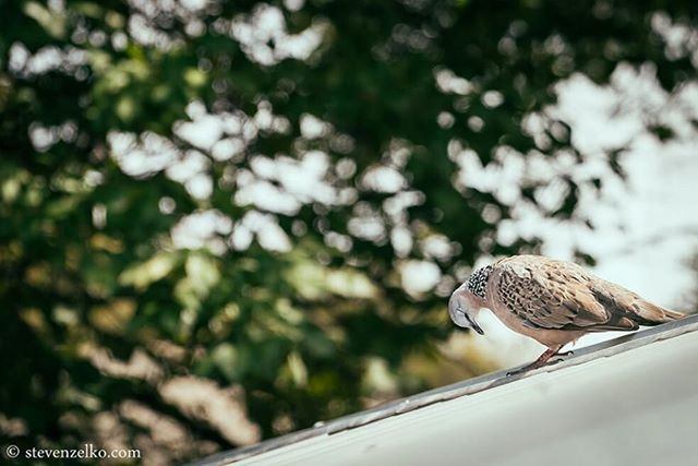 focus on foreground, part of, close-up, cropped, one animal, side view, animals in the wild, day, wildlife, bird, outdoors, animal themes, tree, sunlight, sitting, nature, transportation, car