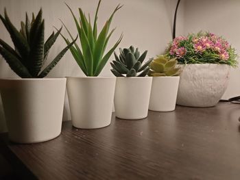 Close-up of potted plants on table