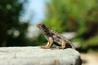 Close-up of lizard on rock