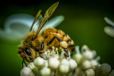 Close-up of bee on flower