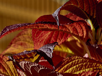 Close-up of butterfly on leaves during autumn