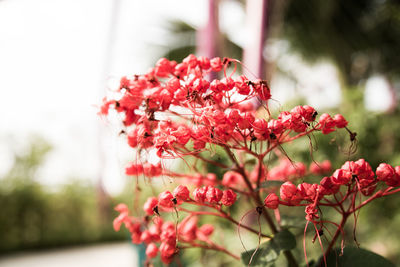 Close-up of pink flowering plant