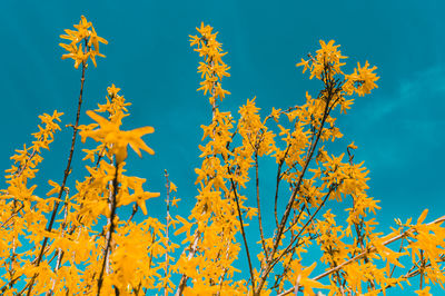 Low angle view of flowering plants against blue sky